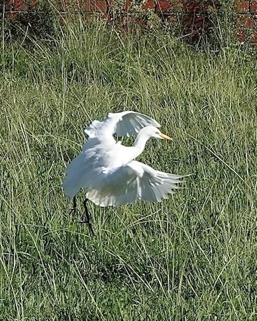 cattle egret